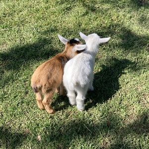 Meet your Posher, Halle